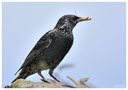 - Star - ( Sturnus vulgari ) von Wolfgang Zerbst - Naturfoto