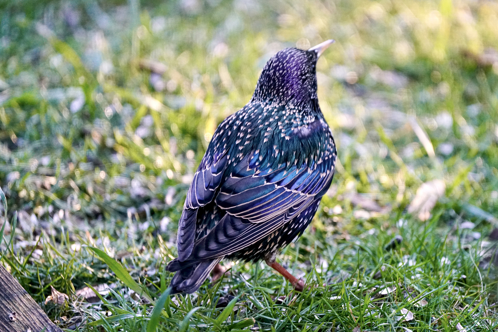 Star (Sturnus vulgaris)