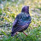 Star (Sturnus vulgaris)