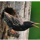 ---- Star ---- ( Sturnus vulgaris )