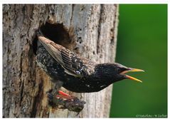 ---- Star ---- ( Sturnus vulgaris )