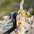 Star, Sturnus vulgaris