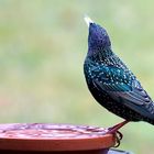 Star (Sturnus vulgaris) 