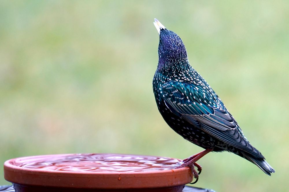 Star (Sturnus vulgaris) 