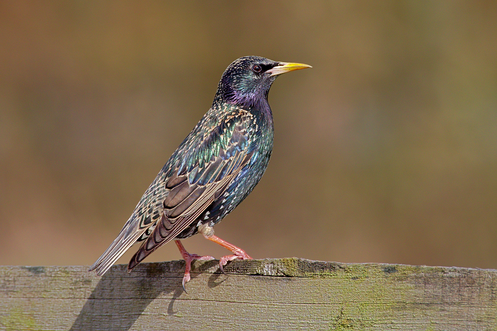 Star (Sturnus vulgaris) 1