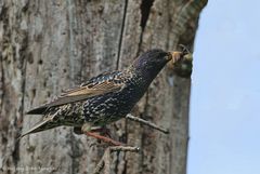 --- Star --- (Sturnus vulgaris )