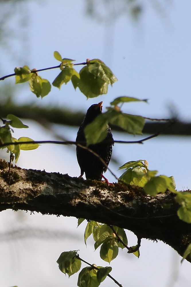 Star, Sturnus vulgaris