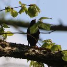 Star, Sturnus vulgaris