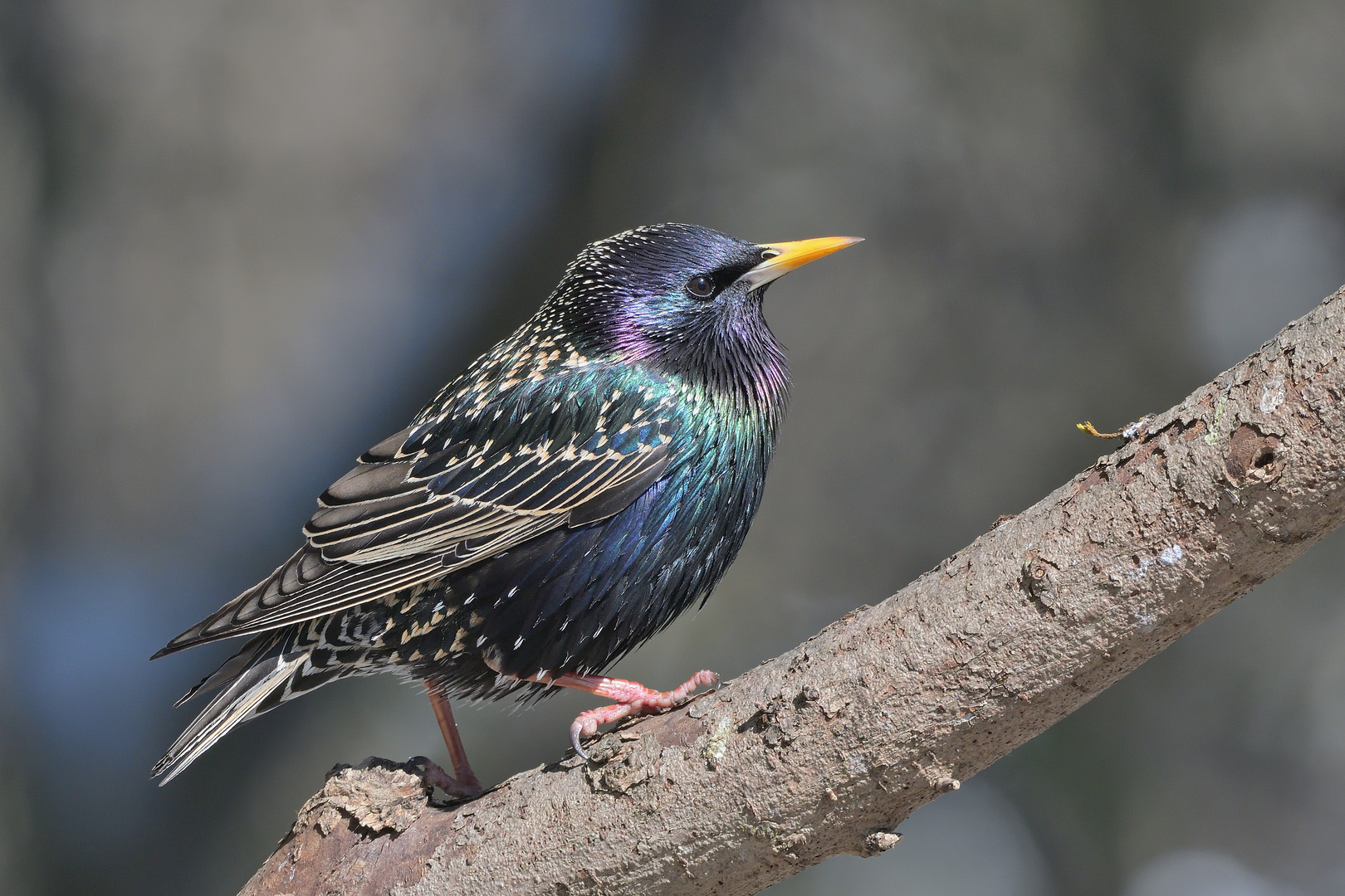 Star - Sturnus vulgaris