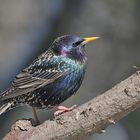 Star - Sturnus vulgaris