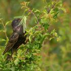 Star (Sturnus vulgaris) ...