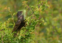 Star (Sturnus vulgaris) ...