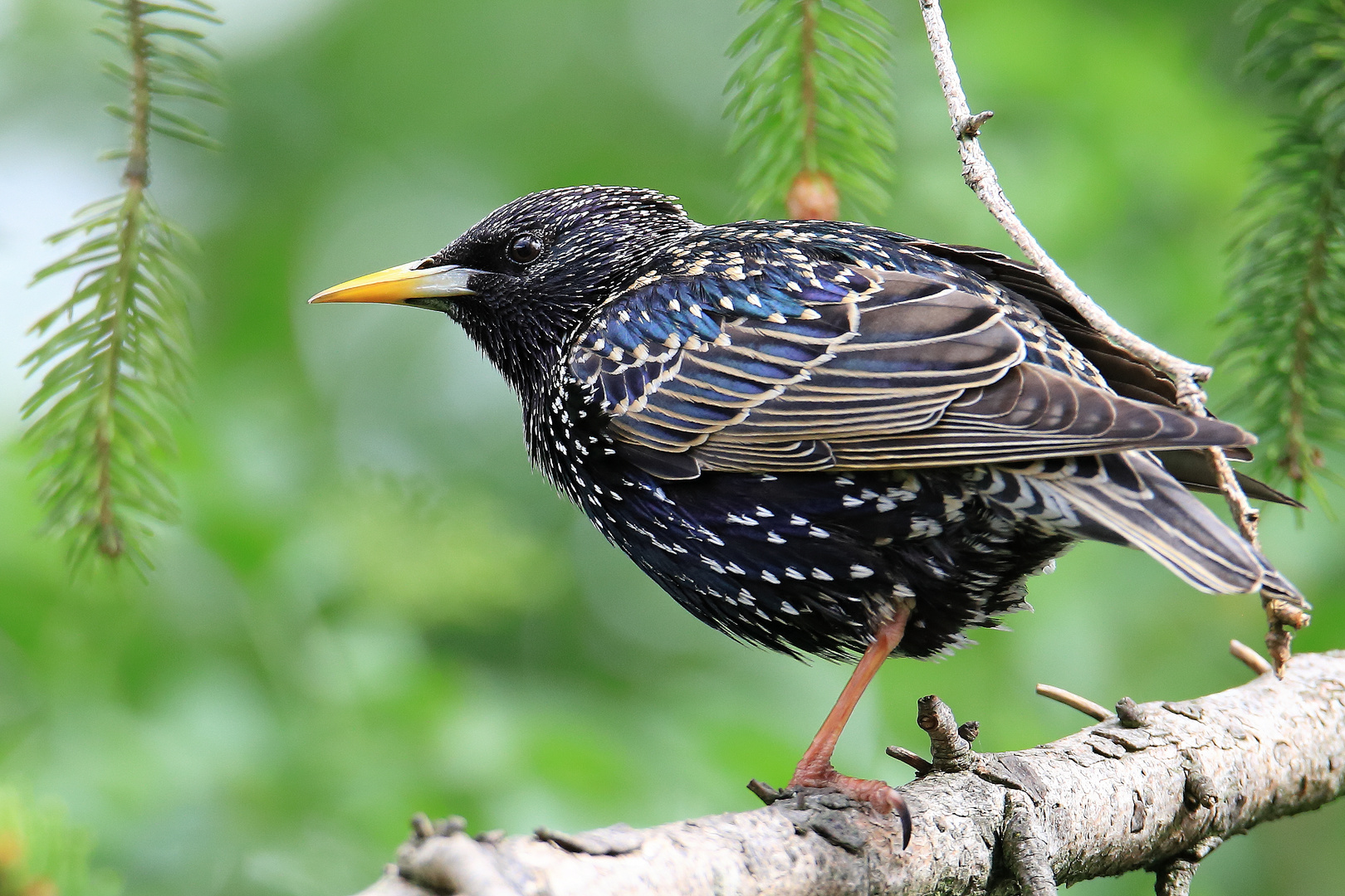 Star  Sturnus vulgaris