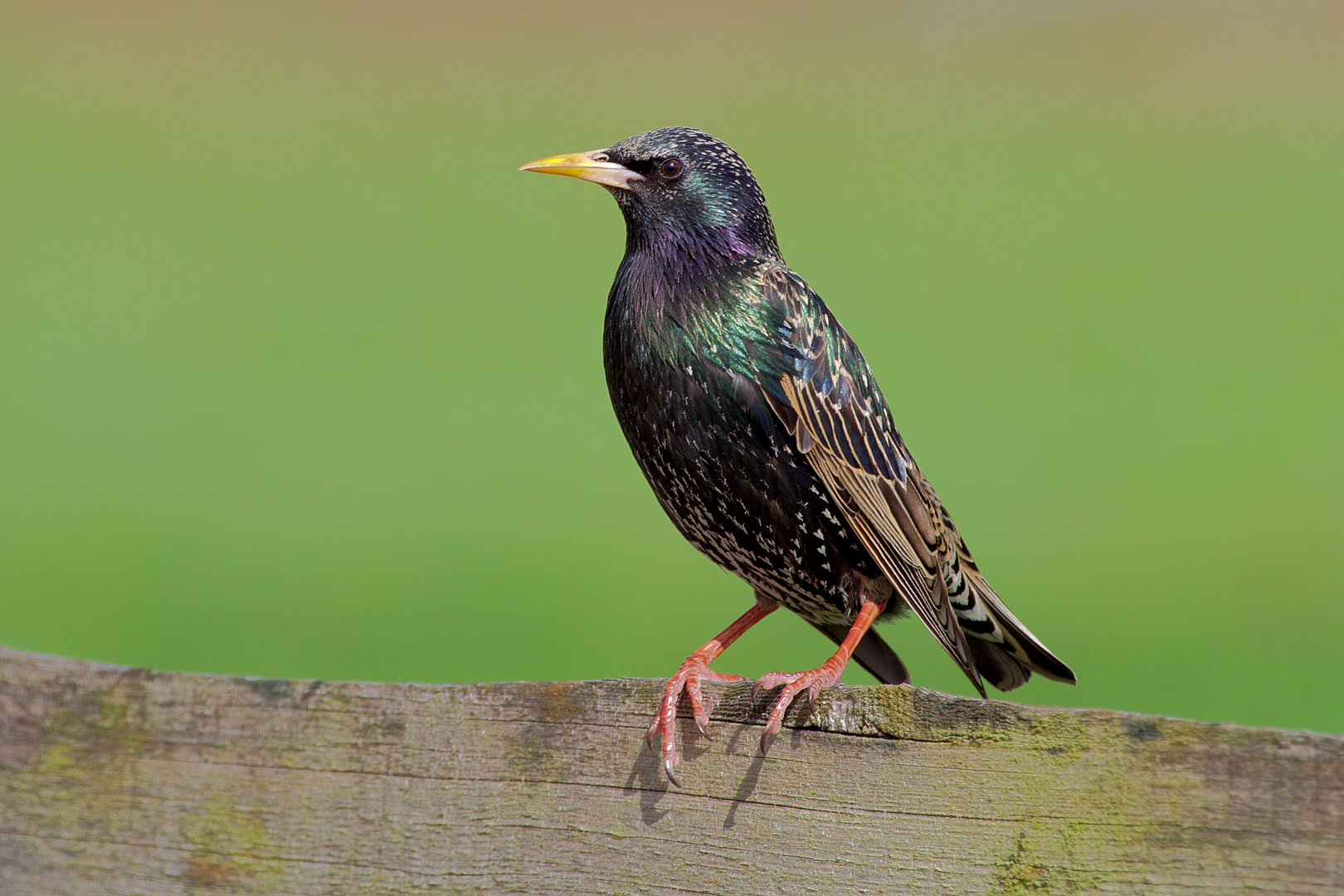 Star (Sturnus vulgaris) 2