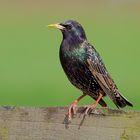 Star (Sturnus vulgaris) 2