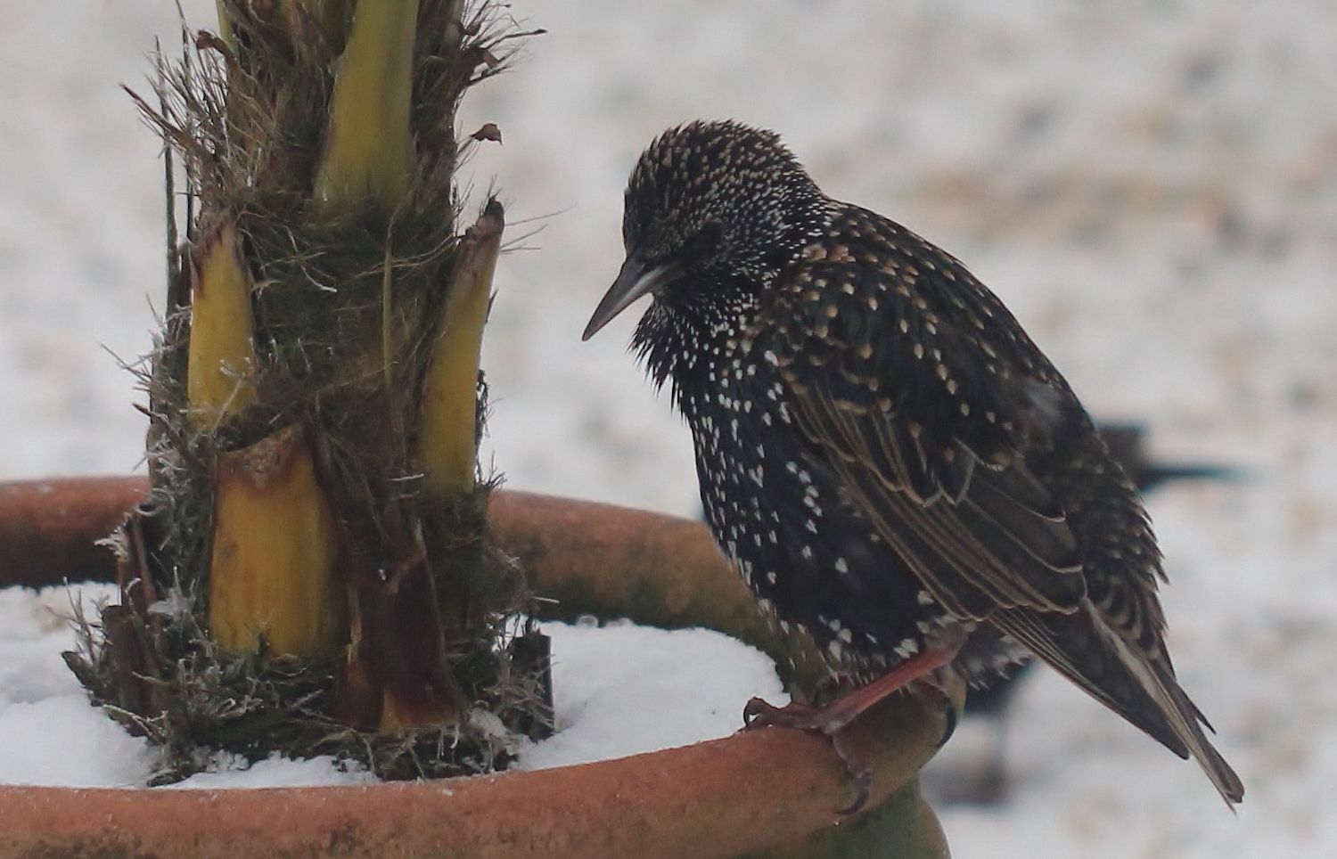 Star (Sturnus vulgaris) (2)