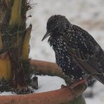 Star (Sturnus vulgaris) (2)