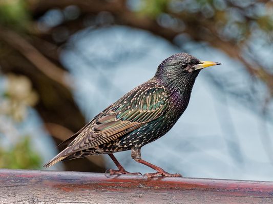 Star (Sturnus vulgaris)