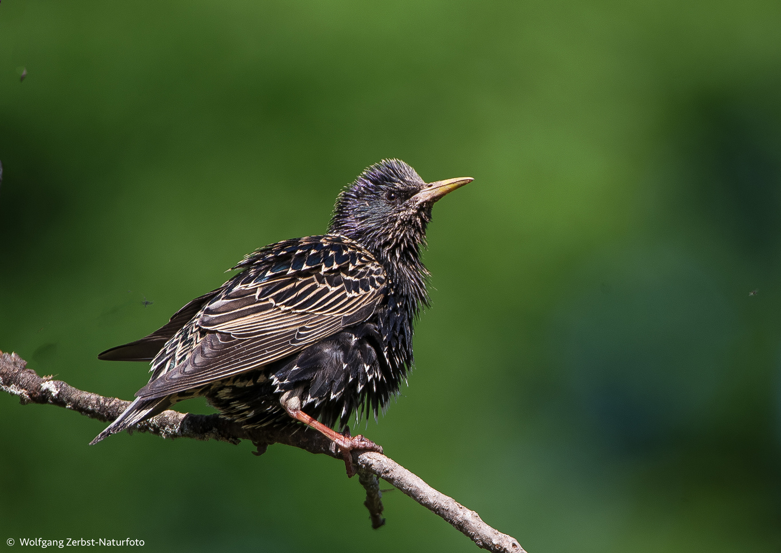  - STAR -    ( Sturnus vulgaris )