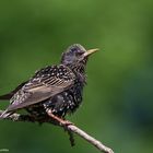  - STAR -    ( Sturnus vulgaris )