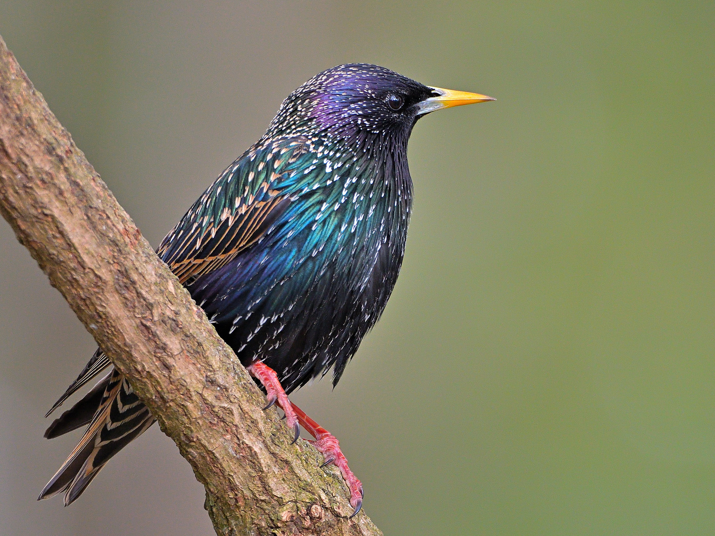 Star (Sturnus vulgaris)