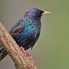 Star (Sturnus vulgaris)