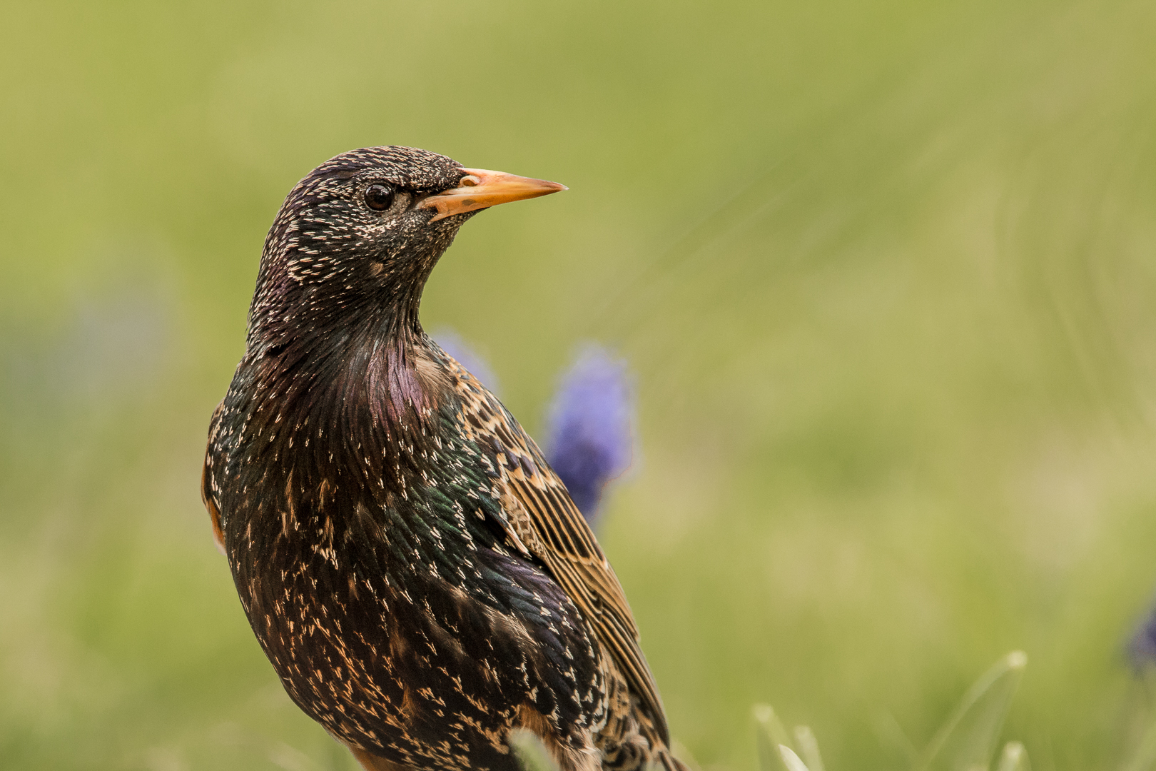 Star (sturnus vulgaris)