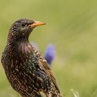 Star (sturnus vulgaris)