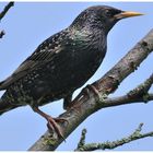 - Star - ( Sturnus vulgaris )