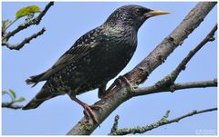 - Star - ( Sturnus vulgaris )