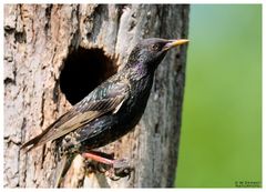 - Star - ( Sturnus vulgaris )