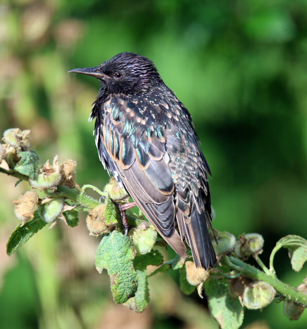 Star -Sturnus vulgaris-