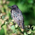 Star -Sturnus vulgaris-