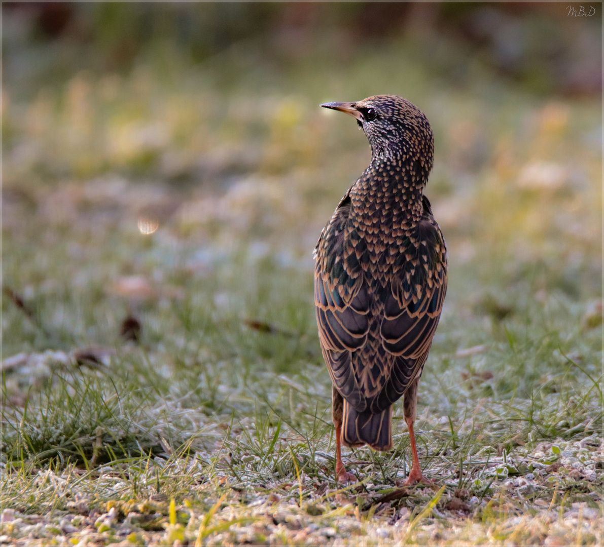 Star (Sturnus vulgaris)