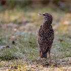 Star (Sturnus vulgaris)