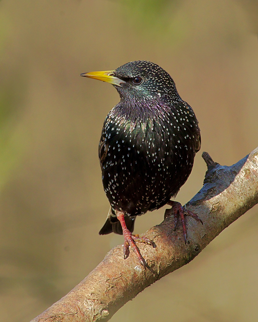 Star (Sturnus vulgaris) 3