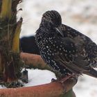 Star (Sturnus vulgaris) (3)