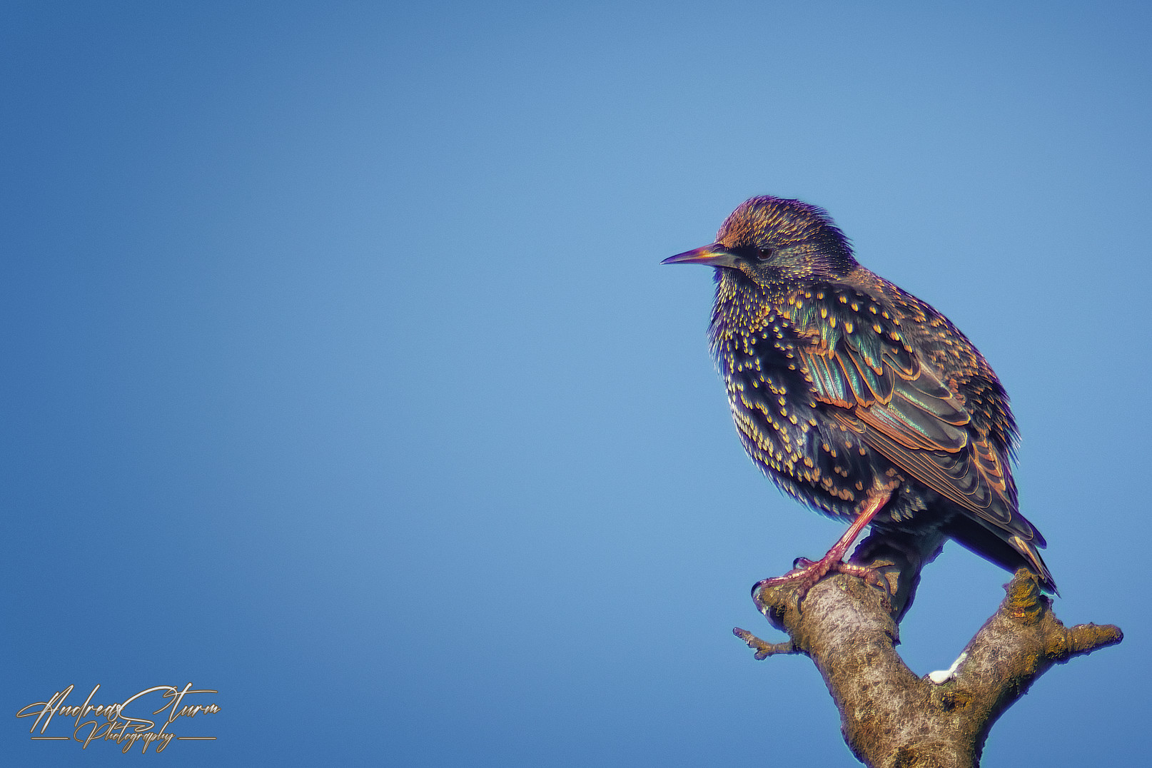 Star (Sturnus vulgaris)