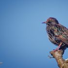 Star (Sturnus vulgaris)