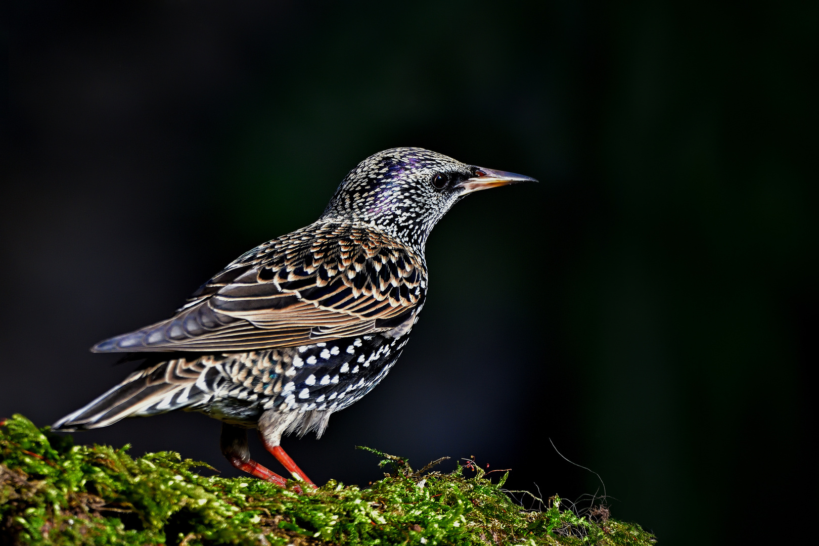 Star (Sturnus vulgaris)