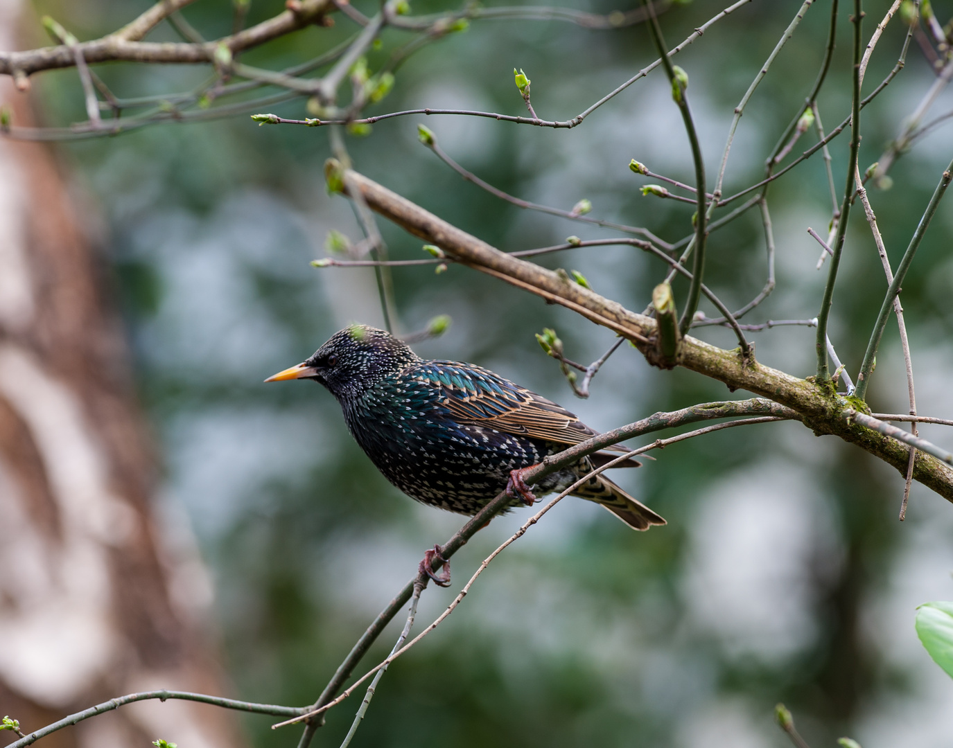 Star, Sturnus vulgaris