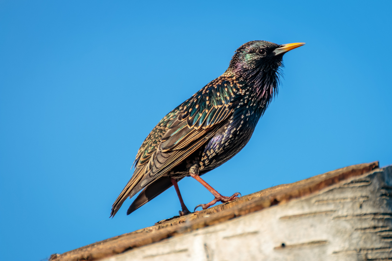 Star (Sturnus vulgaris)