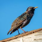 Star (Sturnus vulgaris)