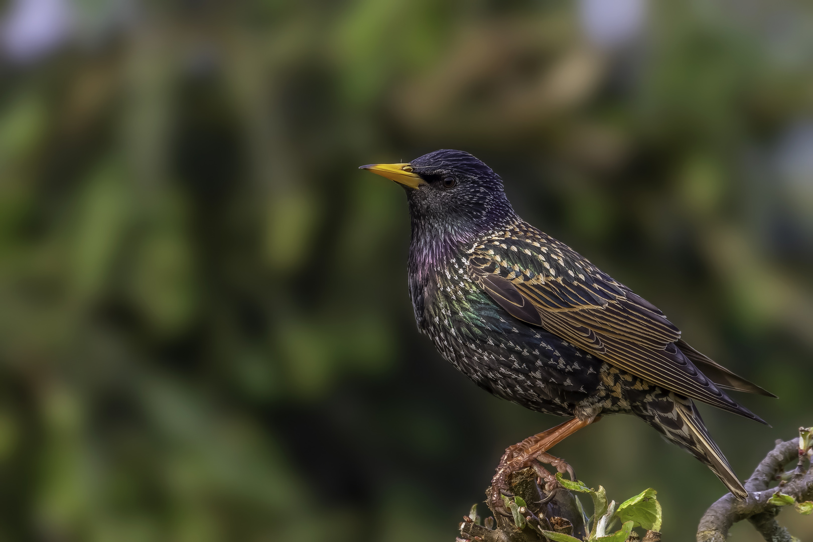 Star (Sturnus vulgaris)