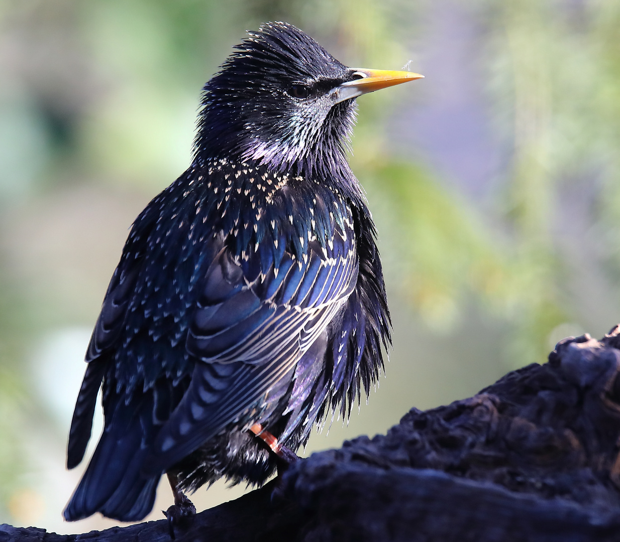 Star (Sturnus vulgaris)