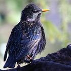 Star (Sturnus vulgaris)