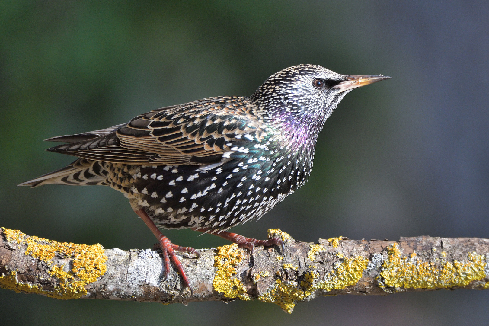 Star (Sturnus vulgaris)