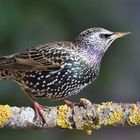 Star (Sturnus vulgaris)