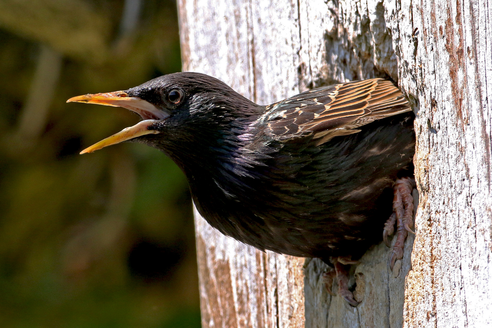 Star (Sturnus vulgaris)