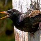 Star (Sturnus vulgaris)